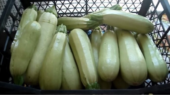 Кабачки,