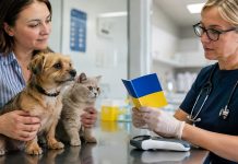 Новый ветеринарный паспорт в Украине 2026: нужно ли менять старый и где получить документ Новый ветеринарный паспорт в Украине не требует замены старого документа. Где получить ветпаспорт, что изменилось и какие данные проверять владельцам животных.