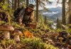 Где собирать грибы в Яремче в 2026 году: Маковица, Ямна и маршруты на карте Где собирать грибы в Яремче в 2026 году: маршруты на Маковицу и тропу Довбуша, грибные места, карты, правила безопасности и советы для поездки в Карпаты.