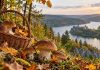 Где собирать грибы в Тернополе в 2026 году: Кременец, Бережаны, Теребовля и маршруты из Тернополя Грибные места Тернопольщины 2026: куда ехать за белыми, опятами и подберезовиками, маршруты возле Кременца, Бережан и Теребовли, правила и ограничения.